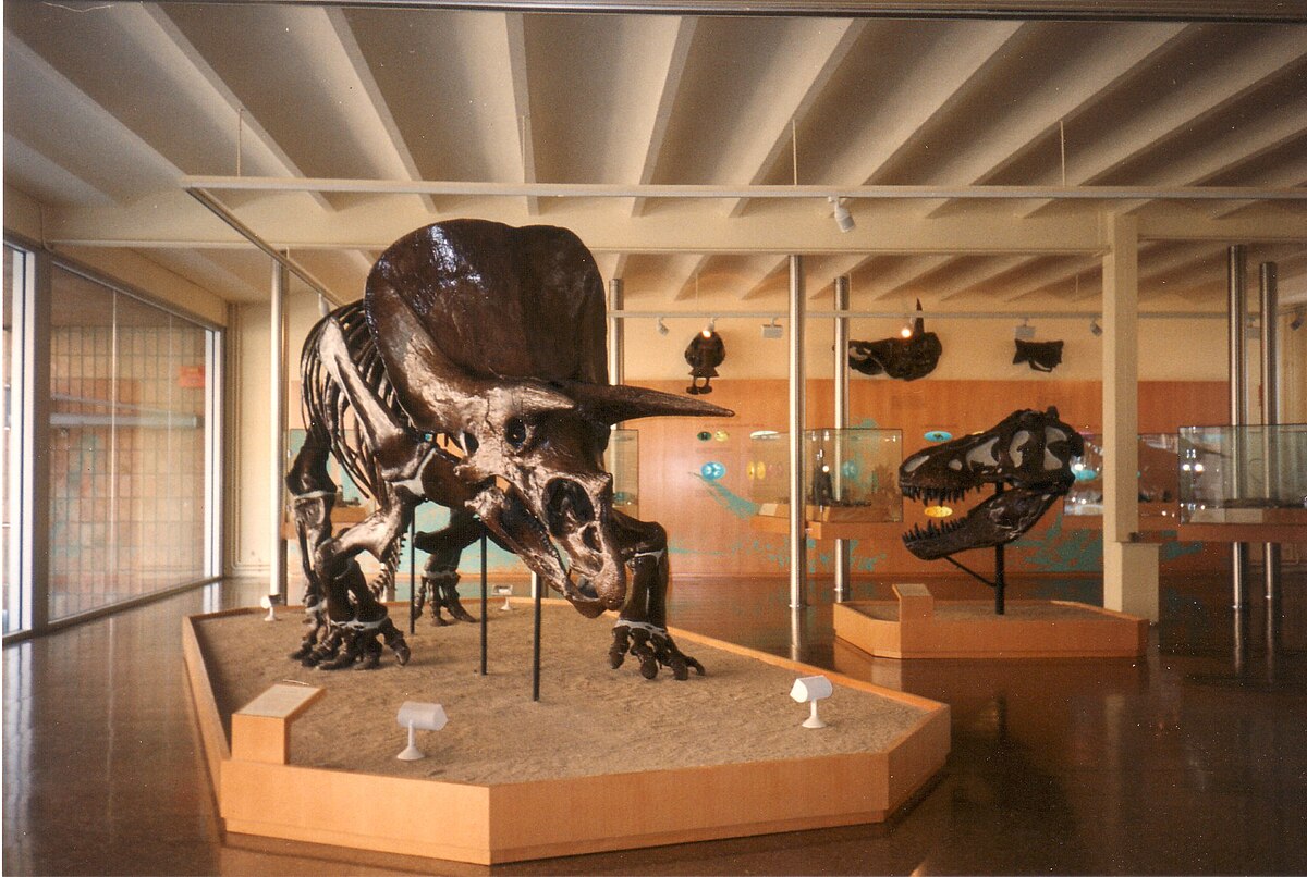 Museu de paleontologia Miquel Crusafont